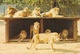 Safari Parc Du Haut Vivarais à Peaugres (Ardèche) - Lot De 3 Cartes Non Circulées: Lions, Ours, Babouins - Autres & Non Classés