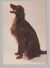 ANIMALS Pocket Calendar Irish Setter 1994 RUSSIA Dogs Dog PLANETA № 134 - Petit Format : 1991-00