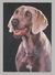 ANIMALS Pocket Calendar Weimaraner 1994 RUSSIA Dogs Dog PLANETA № 230 - Tamaño Pequeño : 1991-00