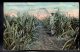 ANTILLES - PUERTO RICO - Sugar Cane Plantation In Porto Rico - Puerto Rico