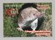 ANIMALS Pocket Calendar 2008 UKRAINE Fauna Shrew Mouse - Small : 2001-...