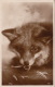FOX - ART CARD - ORIGINAL VINTAGE POSTCARD - ANIMALS - Autres & Non Classés