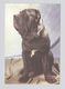 ANIMALS Pocket Calendar Mastino Napoletano 1995 RUSSIA Dogs Dog PLANETA № 764 - Klein Formaat: 1991-00