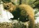 ANIMALS - 2 POSTCARDS -  EUROPEAN PINE MARTEN (Martes Martes) & SABLE (Martes Zibellina) - Otros & Sin Clasificación