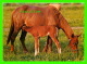 CHEVAUX, HORSES - MÈRE AVEC SON POULIN - CIRCULÉE EN 1986 -  PHOTO DECOR LTD - - Chevaux