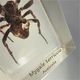 * ARAIGNEE MYGALE TERRICOLE D'AUSTRALIE INCLUSION DANS RESINE # Arachnide Aranéides Arachnophobie - Autres & Non Classés