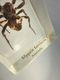 Delcampe - * ARAIGNEE MYGALE TERRICOLE D'AUSTRALIE INCLUSION DANS RESINE # Arachnide Aranéides Arachnophobie - Autres & Non Classés