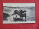 Egypt > Scene Buffaloes In The Nile =ref 2810 - Other & Unclassified