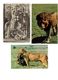 Lot 3 Cpm - Lioness With Kill Proie - Faune Africaine LION - LIONNE Germany - Lions
