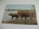 STORIA POSTALE FRANCOBOLLO COMMEMORATIVO KENYA IPPOPOTAMI HIPPOS - Hippopotames