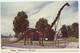 "Dippy" Diplodocus Dinosaur, Museum Of Natural History, Vernal, Utah, Unused Postcard [20843] - Other & Unclassified