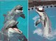 Delcampe - Lot De 8 Cartes Postales Sur Les Dauphins. Voir Les Scans. - Dauphins