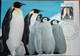 AAT  1992 ANTARCTIC REGIONAL WILDLIFE  - 4 Maximum Card - First Day Kingston Tas.14/05/1992 - Maximumkarten