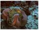 (44) Australia - QLD - Sea Anemone (Great Barrier Reef) - Great Barrier Reef