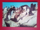 Rockhopper Penguins - Isole Falkland