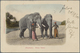 Br Malaiische Staaten - Johor: 1902 Coloured Picture Postcard 'Elephants' Used To Germany, Franked By 1 - Johore