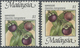 ** Malaysia: 1986, Fruits $1 'Mangosteen' (Garcinia Mangostana) With SHIFTED PERFORATION To Bottom Resu - Maleisië (1964-...)