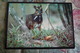 Philippine Mouse-deer - Old Postcard Sent From Philippines To Ukraine - Philippines