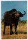 TANZANIA  UGANDA  KENYA   AFRICAN  WILDLIFE   BUFFALO   2  SCAN      (VIAGGIATA) - Tanzania