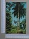 GUINÉ    - HOMEM QUE EXTRAI O CHABEU  -  BISSAU - 2 SCANS  - (Nº19964) - Guinea-Bissau