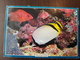 OLD  POSTCARD  - BUTTERFLY  FISH  - Sent From Tonga To San Marino - Fish & Shellfish