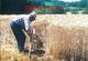 CPM - M. Marc Froidefond MOISSON DU SEIGLE A LA FAUX JAVELEUSE - LASCAUX 19 Corrèze - Edit. Du Pivert Jaune - Landwirtschaftl. Anbau