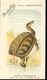 Postcard, France, Printed By Chocolat-Louit, Snake-necked Turtles -Tortue Hydromeduse 14x7,5cm, Unused - Turtles