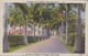 Postcard Avenue Of Palms Cristobal Canal Zone Panama PU 1947 My Ref  B11830 - Panamá