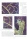 Fluoreszenzmikroskop Und Biologie / Artikel,entnommen Aus Zeitschrift /1950 - Paketten