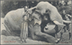 Delcampe - Br Ceylon / Sri Lanka: 1900-1910's Ca.: Collection Of 65 Picture Postcards, Almost All Different, Colou - Sri Lanka (Ceylan) (1948-...)