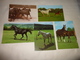 LOT DE 5 CARTES BEAUX CHEVAUX ....CHEVAL - 5 - 99 Cartoline