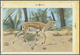 Thematik: Tiere, Fauna / Animals, Fauna: 1982, Bahrain. Artist's Drawing For The Second 100f Value O - Andere & Zonder Classificatie