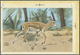 Thematik: Tiere, Fauna / Animals, Fauna: 1982, Bahrain. Artist's Drawing For The Second 100f Value O - Autres & Non Classés