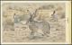 Thematik: Tiere, Fauna / Animals, Fauna: 1982, Bahrain. Artist's Drawing For The Fourth 100f Value O - Andere & Zonder Classificatie