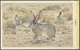 Thematik: Tiere, Fauna / Animals, Fauna: 1982, Bahrain. Artist's Drawing For The Fourth 100f Value O - Autres & Non Classés