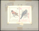 Thematik: Tiere-Singvögel / Animals-singing Birds: 1981, Aitutaki: BIRDS, Accepted Drawing "Braunbru - Zangvogels