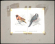 Thematik: Tiere-Singvögel / Animals-singing Birds: 1981, Aitutaki: BIRDS, Accepted Drawing "Braunbru - Zangvogels