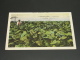 Cuba 1945 Tobacco Plantation Picture Postcard To France Faults *8836 - Covers & Documents