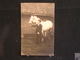 W-214-Bis / Carte - Photo - Présentation D'un Superbe Cheval Blanc / Photographie L. Vaessen à Henri-Chapelle - Welkenraedt