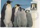 Australian Antarctic Territory 2017 Postally Used Maximum Card,Wildlife,Emperor Penguin - Maximumkarten