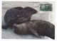 Australian Antarctic Territory 2017 Postally Used Maximum Card,Wildlife,Weddel Seal - Maximumkaarten