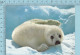 Jeune Phoque Sur Banquise, Seal Pup On Ice Floe, " Blanchon" Loup Marin Canada - Autres & Non Classés