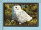 Snowy Owl, Harfand Des Neiges -  Chouette Harfand, Hibou Des Neiges - Oiseaux