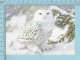 Snowy Owl, Harfand Des Neiges -  Chouette Harfand, Hibou - Oiseaux