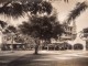 Jamaique Jamaica Kingston Myrtle Bank Hotel Arbres Ancienne Photo 1910's - Places