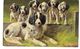 THEME DU CHIEN ILLUSTRATEUR MULLER MAMAN SETTER ET SIX PETITS 1911 CPA 2 SCANS - Chiens