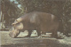 69460- HIPPOPOTAMUS, MAMMALS - Hippopotames