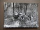 CPSM - RARE - FORET DE FRANCE - L'HALLALI - EDIT BARBIER PETIT - PHOTO VERITABLE - LA CHASSE - R12092 - Hunting