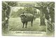 BISONS - POLSKIE TOWARZYSTWO KRAJOZNAWCZE ZUBRY PUSZCZY BJALCUJESKIEJ 1921 CPA 2 SCANS - Pologne