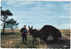 17 - ILE DE RE - Transport De Varech Qu'on Recueille Pour Amander Les Terres Sablonneuses De L'île... / Ane / 1971 - Ile De Ré